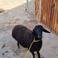 قصاب سیار نسیم شهر