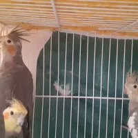 عروس هلندی سیامون بالغ ۶تا|پرنده|مشهد, شهرک لشکر (شهرک غرب)|دیوار