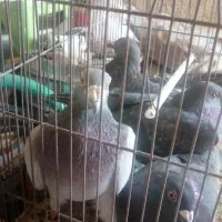 فروش پلاکی زدوخوردی یامعاوضه|پرنده|کوهمره, |دیوار