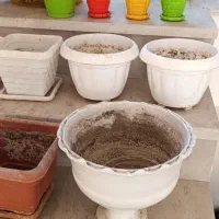 تعدادی گلدان|گل و گیاه طبیعی|ایوانکی, |دیوار