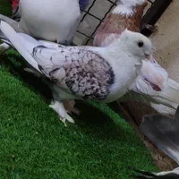کبوتر بلژیکی|پرنده|بومهن, |دیوار