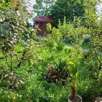 ویلا باغ سبز|اجارهٔ کوتاهمدت ویلا و باغ|بندر انزلی, کلیور|دیوار