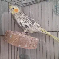 ماده عروس پنج وتخم