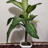 گل زینتی دیفین آپارتمانی