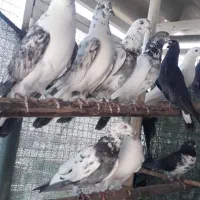 کبوتر یجایی قابل ارسال