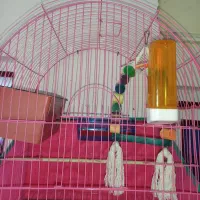 فقس نو برای مرغ عشق با دونه و کلسیم.|لوازم جانبی حیوانات|صومعه‌سرا, |دیوار