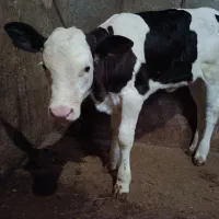 گوساله سیمینتال ماده