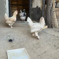 مرغ وخروس مرندی
