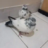 کبوتر کله دم سبز