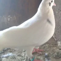 بیست جفت کبوتر دهن جور