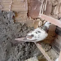 ۳تا گرفتنی پرشی