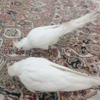 جفت عروس هلندی آلبینو بالغ