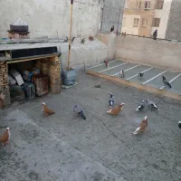 عرب بالا سالم وسر حال