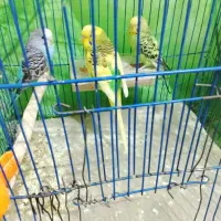 مرغ عشق ضمانتی|پرنده|کرمان, |دیوار