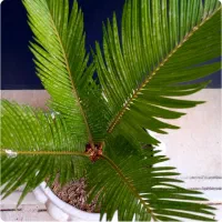 نخل سیکاس.گل طبیعی.بونسای.بونسای.ورامین ژژ|گل و گیاه طبیعی|ورامین, ورامین|دیوار