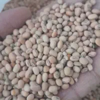 لوبیا‌محلی‌جیرفتی