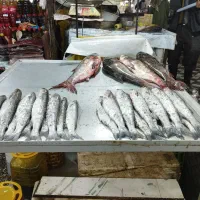 ماهی تازه دریایی|خوردنی و آشامیدنی|تهران, میرداماد|دیوار