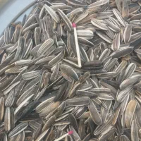 حدودیک تن تخمه آفتاب گردان