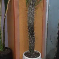 گل یوکا.شفرا.سانسوریا لب طلایی|گل و گیاه طبیعی|رشت, نخودچر|دیوار