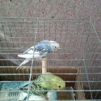 مرغ عشق همراه قفس