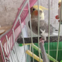 جفت عروس مولد