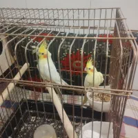 عروس هلندی مولد