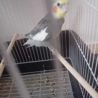 عروس هلندی بسیار زیبا و زبل