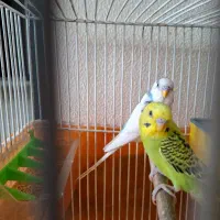 مرغ عشق پرنده|پرنده|شاهین‌شهر, عطار|دیوار