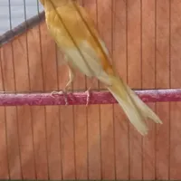 قناری نر|پرنده|اردبیل, |دیوار