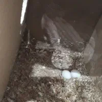 عروس هلندی|پرنده|محمدشهر, محمدشهر|دیوار