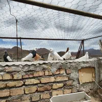 جوجه کفتر یه لقه