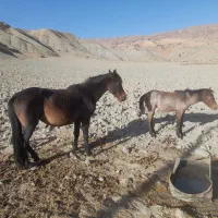 فروشی|اسب و تجهیزات اسب‌سواری|شیروان (خراسان), |دیوار