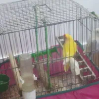 ۲جفت طوطی برزیلی