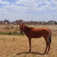 کره اسب نریان