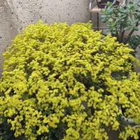 گل وگیاه طبیعی