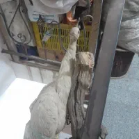 عتیقه وکمیاب|پرنده|مشهد, کوی سیدی|دیوار