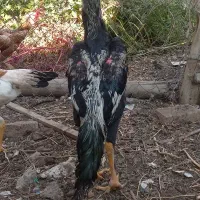 خروس لاری|حیوانات مزرعه|صوفیان, |دیوار