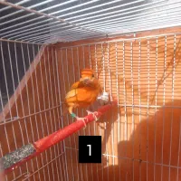 قناری رد فاکتور|پرنده|اردبیل, |دیوار