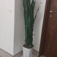 سانسوریا