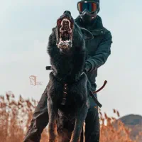 مدرسه اصلاح رفتار و آموزش سگ هاپ اسکول