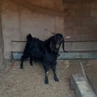 سورین هم داشتی هم گوشتی