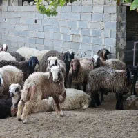 بره نر|حیوانات مزرعه|مرودشت, شهرک مهدیه|دیوار