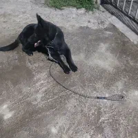 سگ ژرمن بلک ماده اصیل