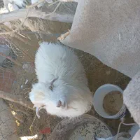 گوسفند.بره.کره.محلی|حیوانات مزرعه|بردسیر, |دیوار