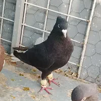 تعداد کفتر بهبونی خوب