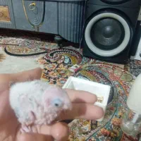 جوجه سر لاکی گرنچیک