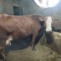 گاو سیمینتال شیری ۲عدد