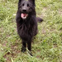 ژرمن بلک ماده ی شیتزو باهوش