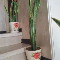 گل و گلدان|گل و گیاه طبیعی|کاشان, شهرک امیرالمومنین|دیوار