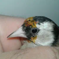 سهره نر و ماده